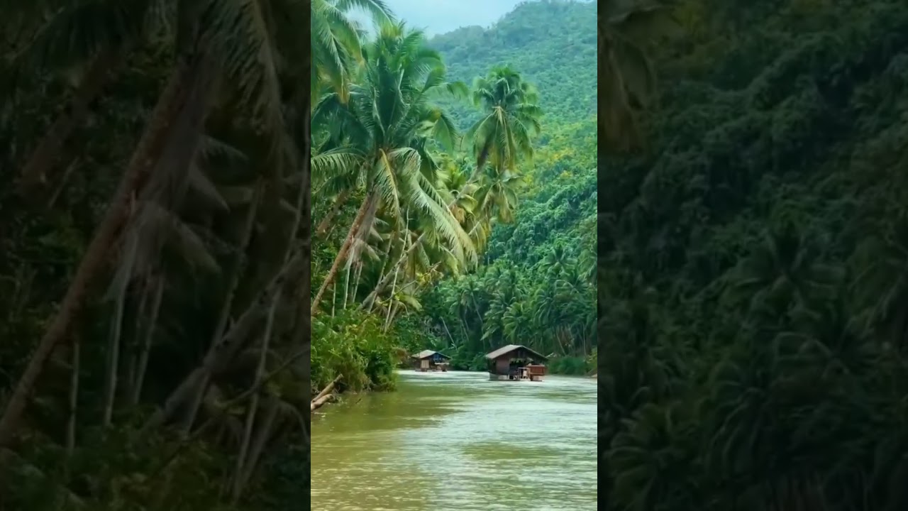 Natural Beauty of Kerala #nature #kerala
