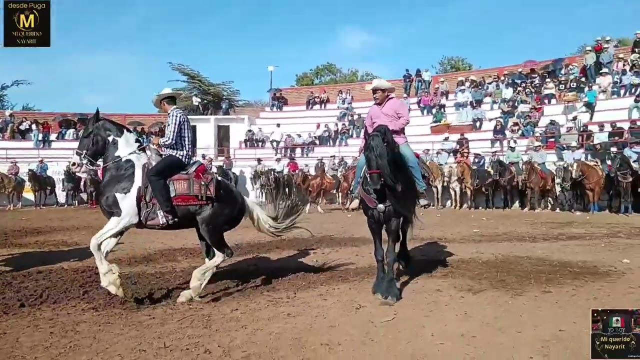 Cala de caballos bailadores en san jose de mojarras