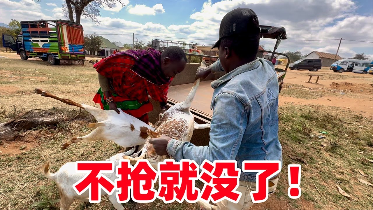 要发财啊！1200元拿下五头羊，在部落买羊真上头，简直像捡钱