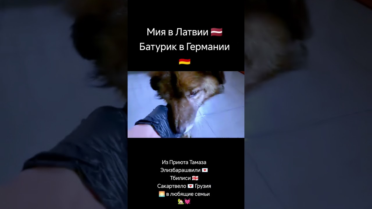 Из Приюта Тамаза Элизбарашвили 💌 Тбилиси 🇬🇪 Сакартвело 💌 Грузия 🌅 в любящие семьи 🏡🐕💓