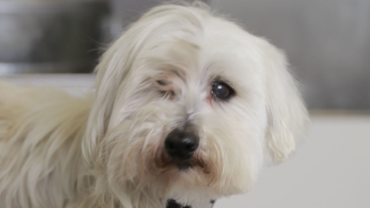 Homeless Dog Gets Makeover That Saves His Life! - Bailey