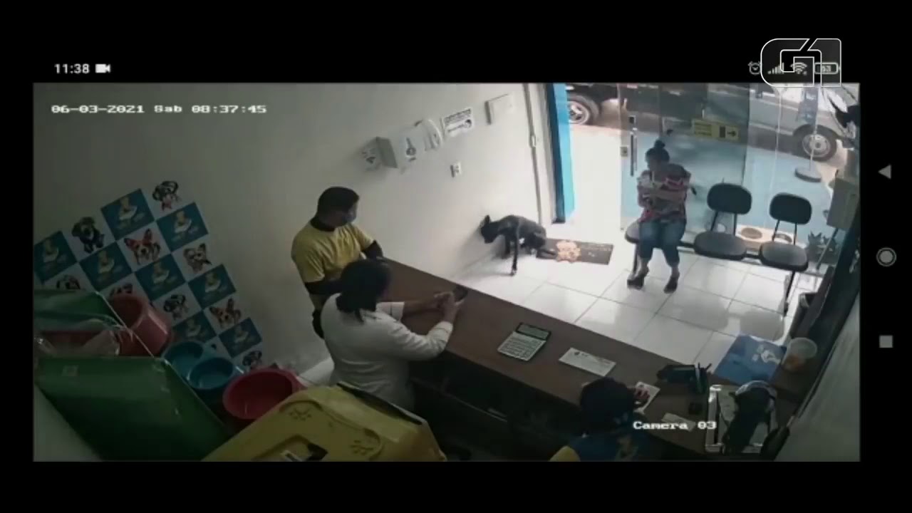 An injured stray dog asks for help at a veterinary clinic.