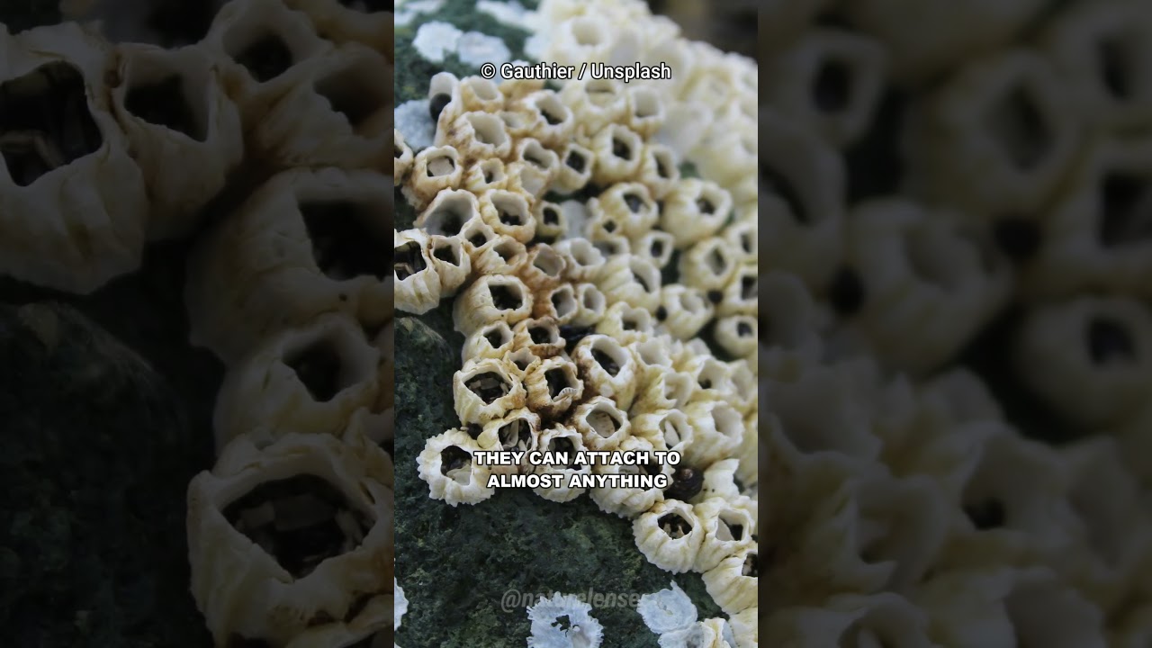 What Are Barnacles?