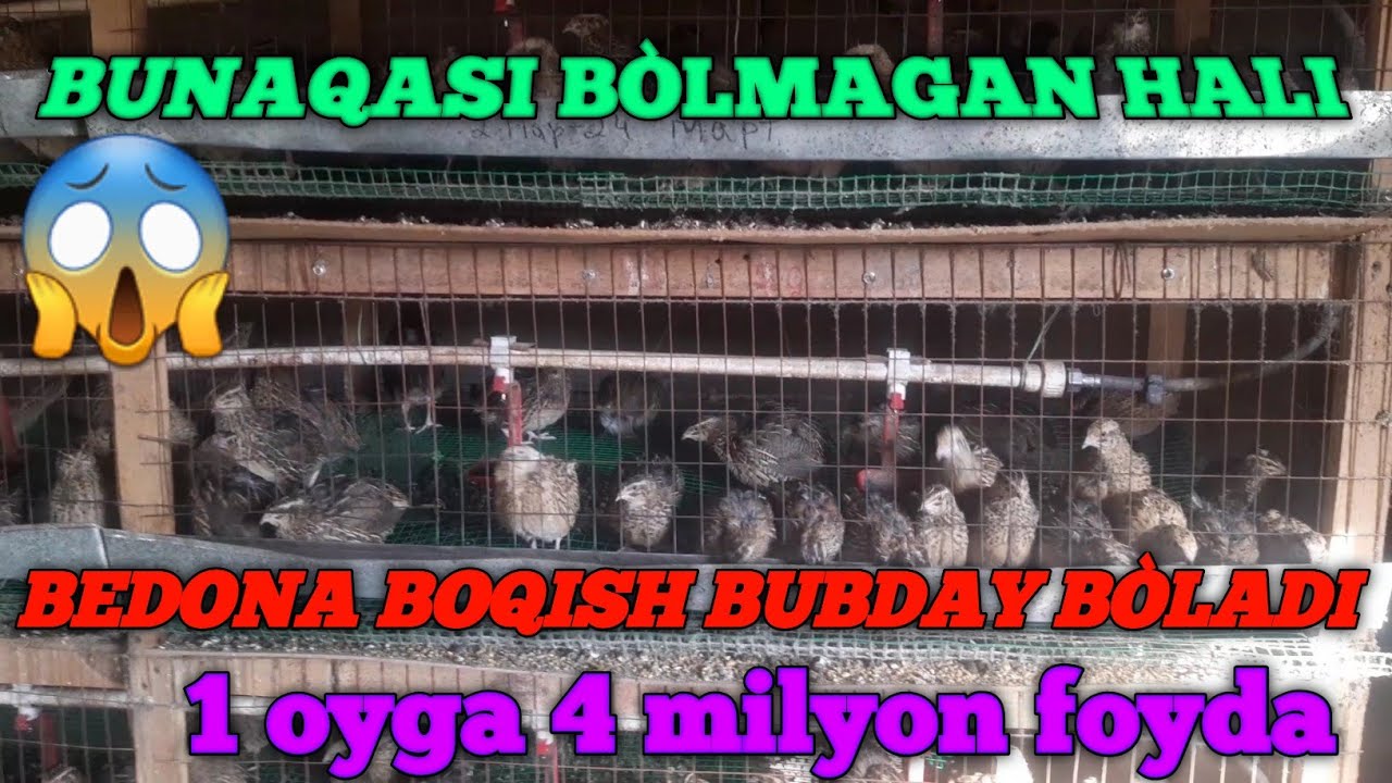 UY SHAROITIGA BEDANA BOQISH SIRLARI SIZ BILMAGAN SIZLAR 27 12 2021