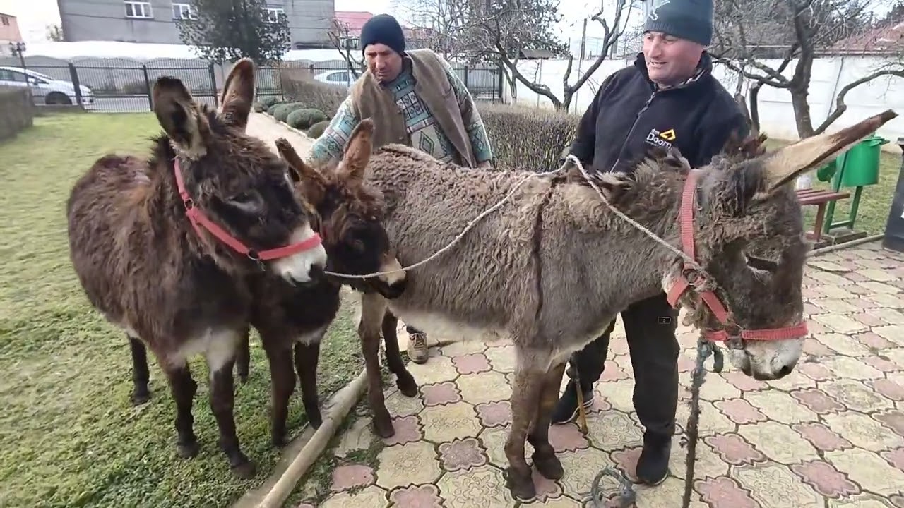 Botezul cailor, măgarilor și poneilor în Barăgan