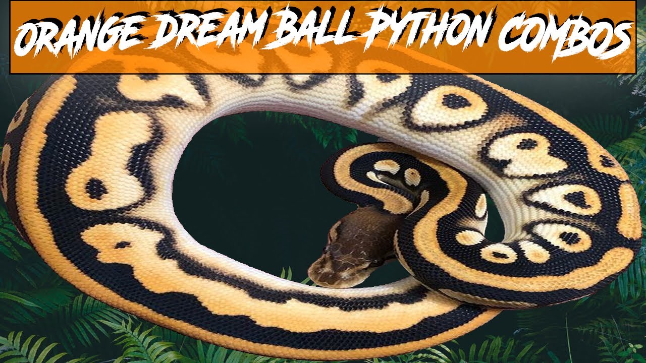 Orange Dream Ball Python Morph Combos | Jack's Reptiles