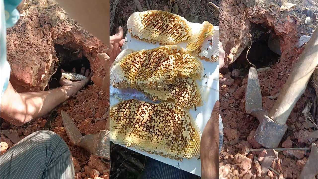 Amazing honey bees catch underground jungle//food//selling 