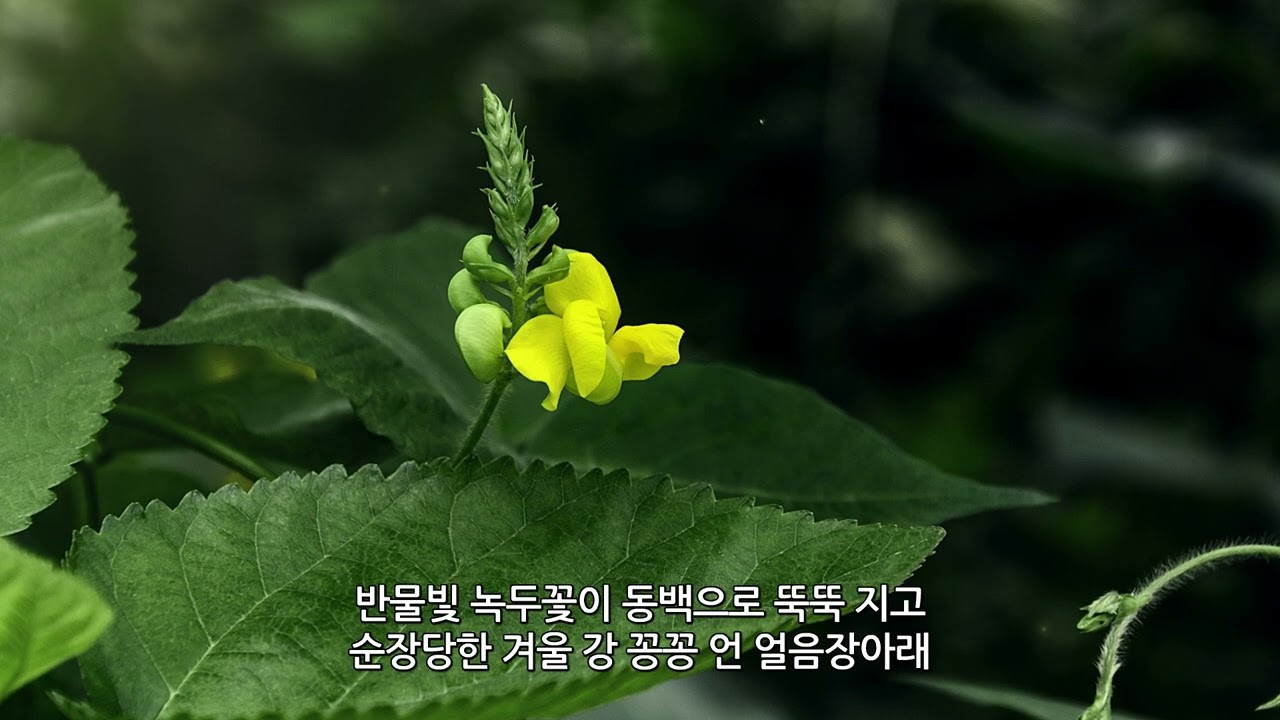 [현대시조 가곡1집] 14. 압송을 기다리며 (변현상 시 / 최현석 곡 / 바리톤 양진원 / 피아노 박노훈)