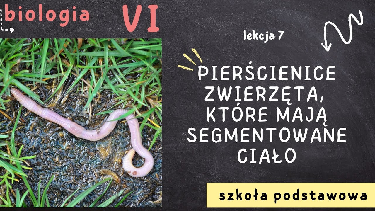 Biologia klasa 6 [Lekcja 7 - Pierścienice - zwierzęta, kt&oacute;re mają segmentowane ciało]
