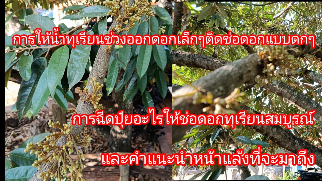 การให้น้ำทุเรียนช่วงออกดอกเล็กติดช่อดอกแบบโดยการฉีดปุ๋ยอะไรให้ดอกสมบูรณ์และคำแนะนำหน้าแล้งEP448