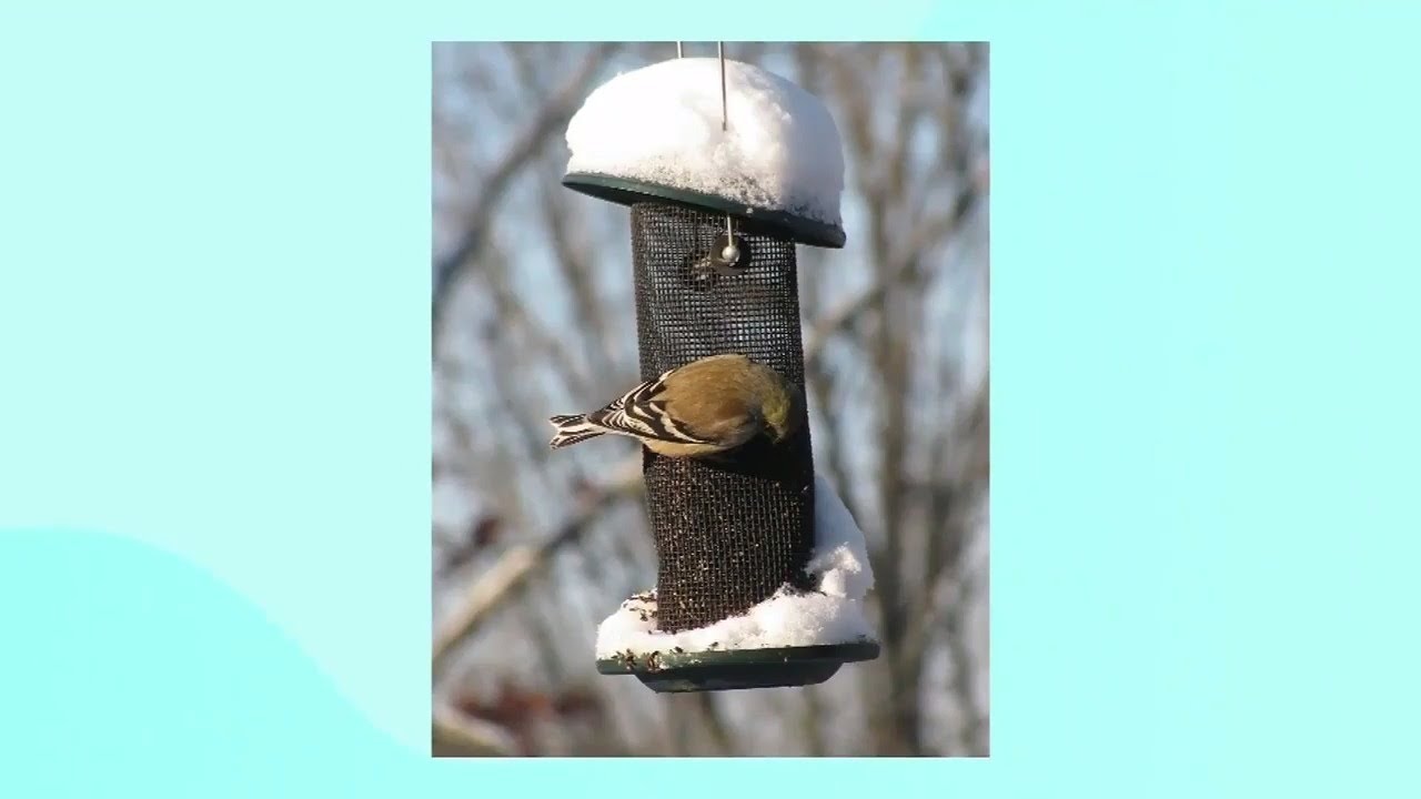 How to successfully attract birds to your window