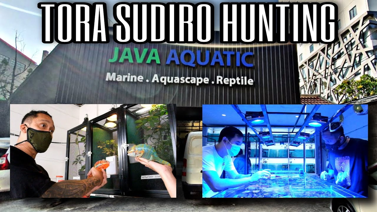 TORA SUDIRO HUNTING KE JAVA AQUATIC | JAVA REPTILE