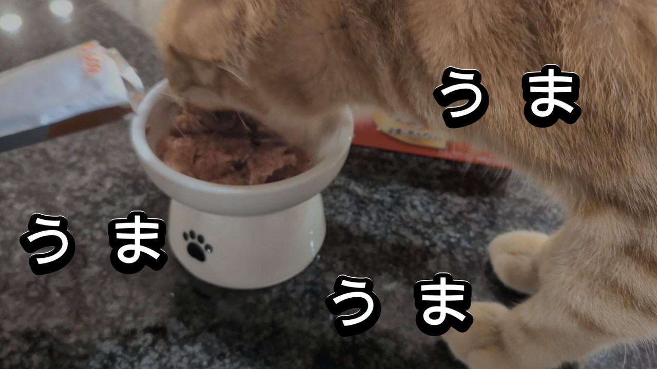 腹ペコ猫うまうま動画