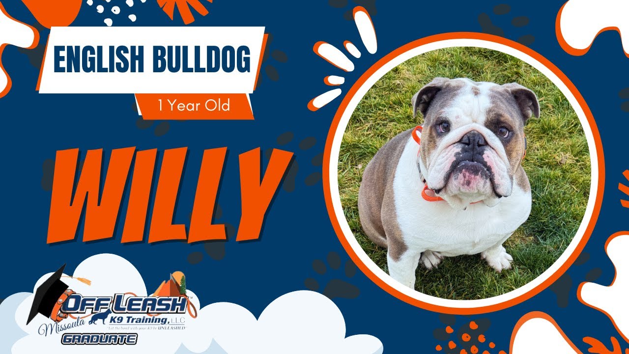 Willy | 1 year old English Bulldog | Best of Missoula Dog Trainers | Off Leash K9 Training Missoula