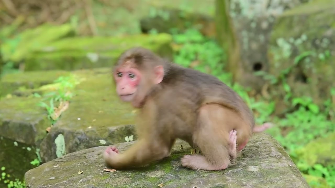 Cute Little Plays Alone Happily | Monkey Nature