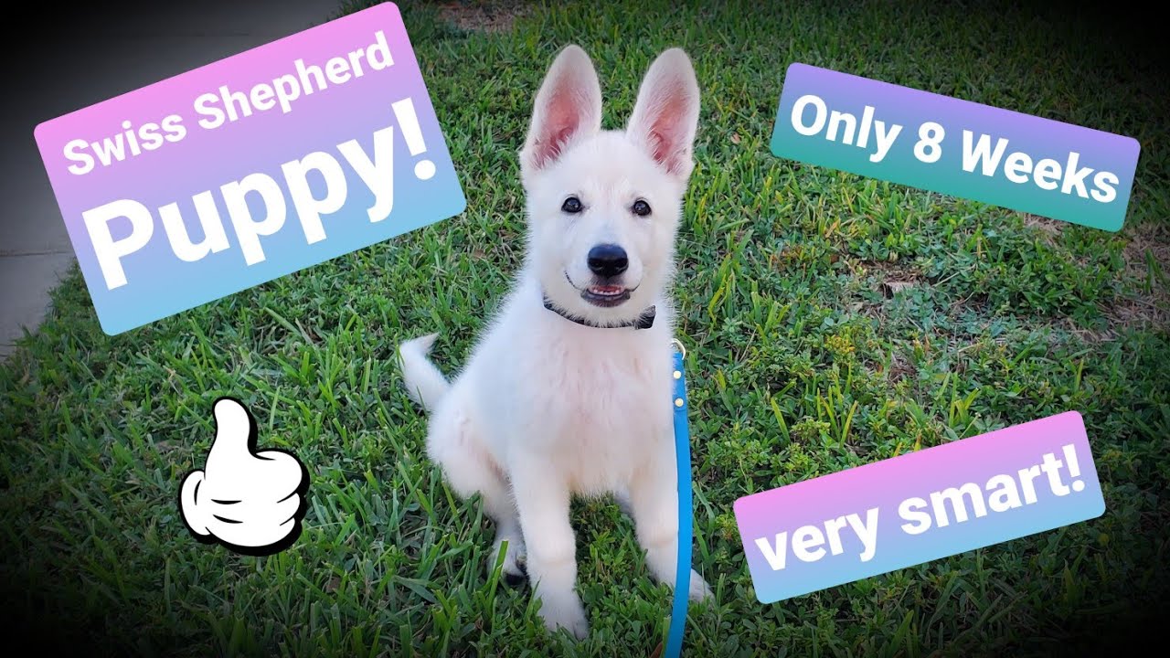 Swiss Shepherd Puppy! First Day of Training @ 8 weeks old White Shepherd Puppy 