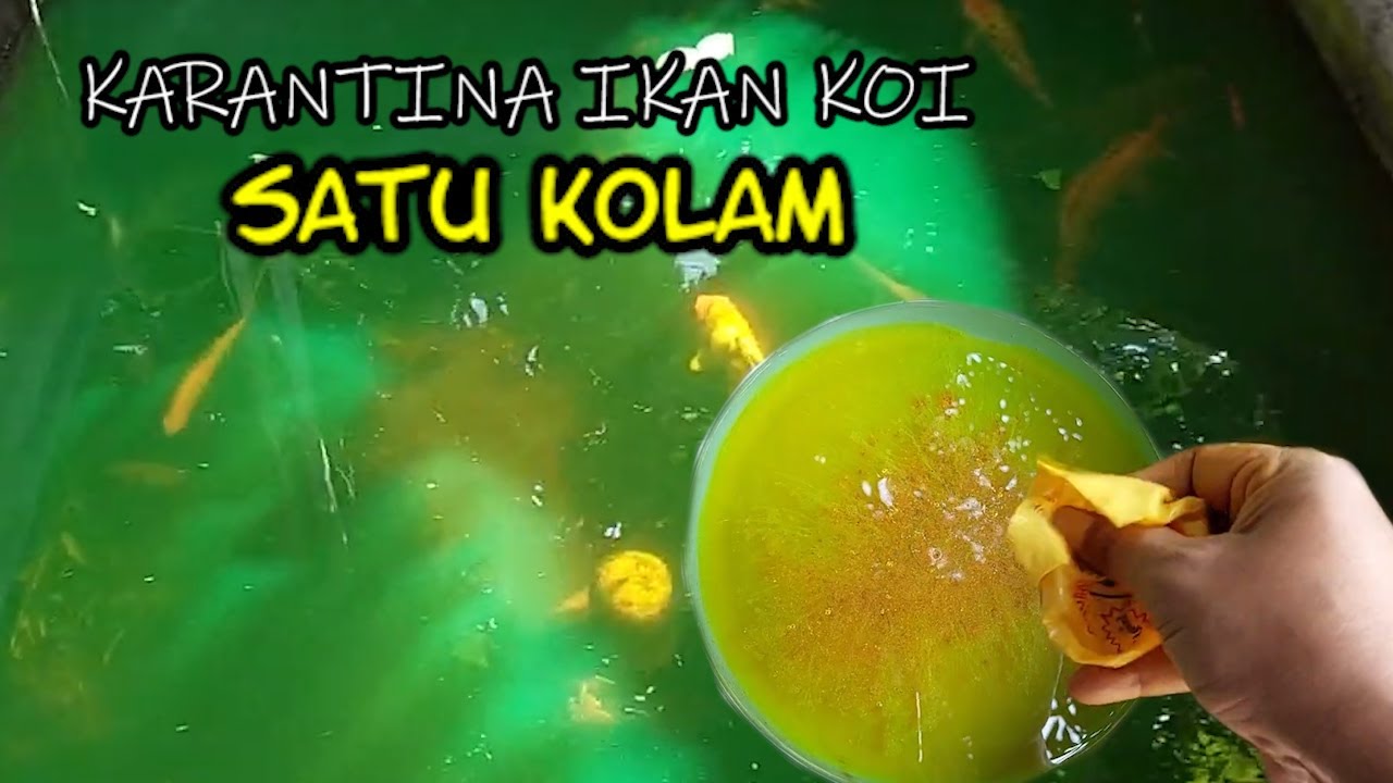 IKAN SAKIT KARANTINA SATU KOLAM | GINI CARANYA