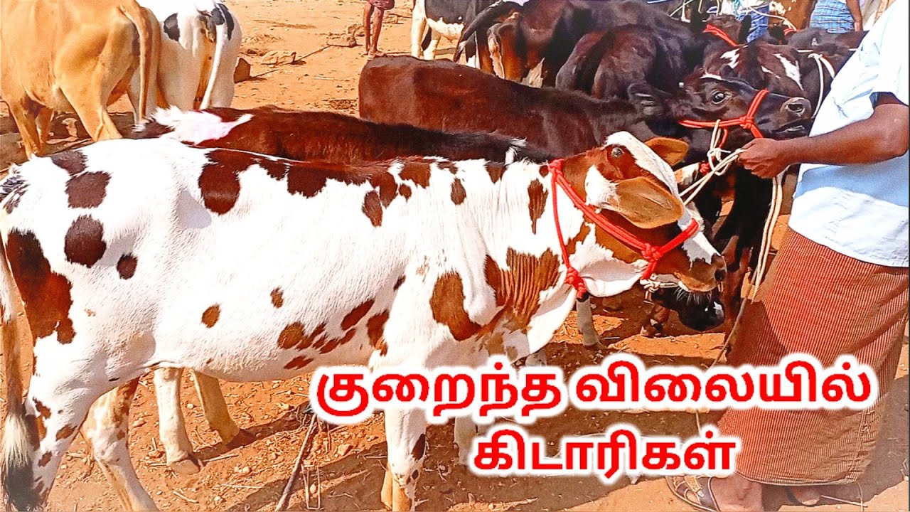 HF கிடாரிகள் ஜெர்சி கிடாரிகள் குறைந்த விலையில் சீனா புரம் மாட்டு சந்தை/low price.