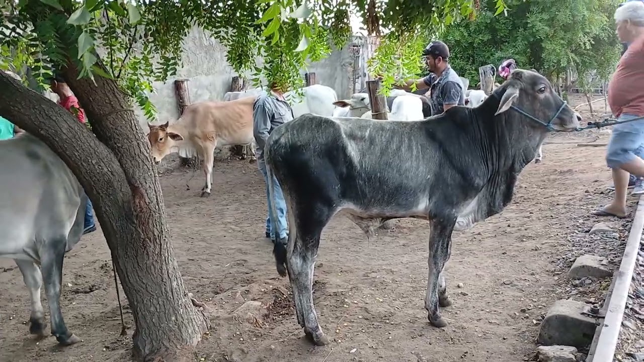 Feira de gado de cariatá itabaiana PB 25/01/26