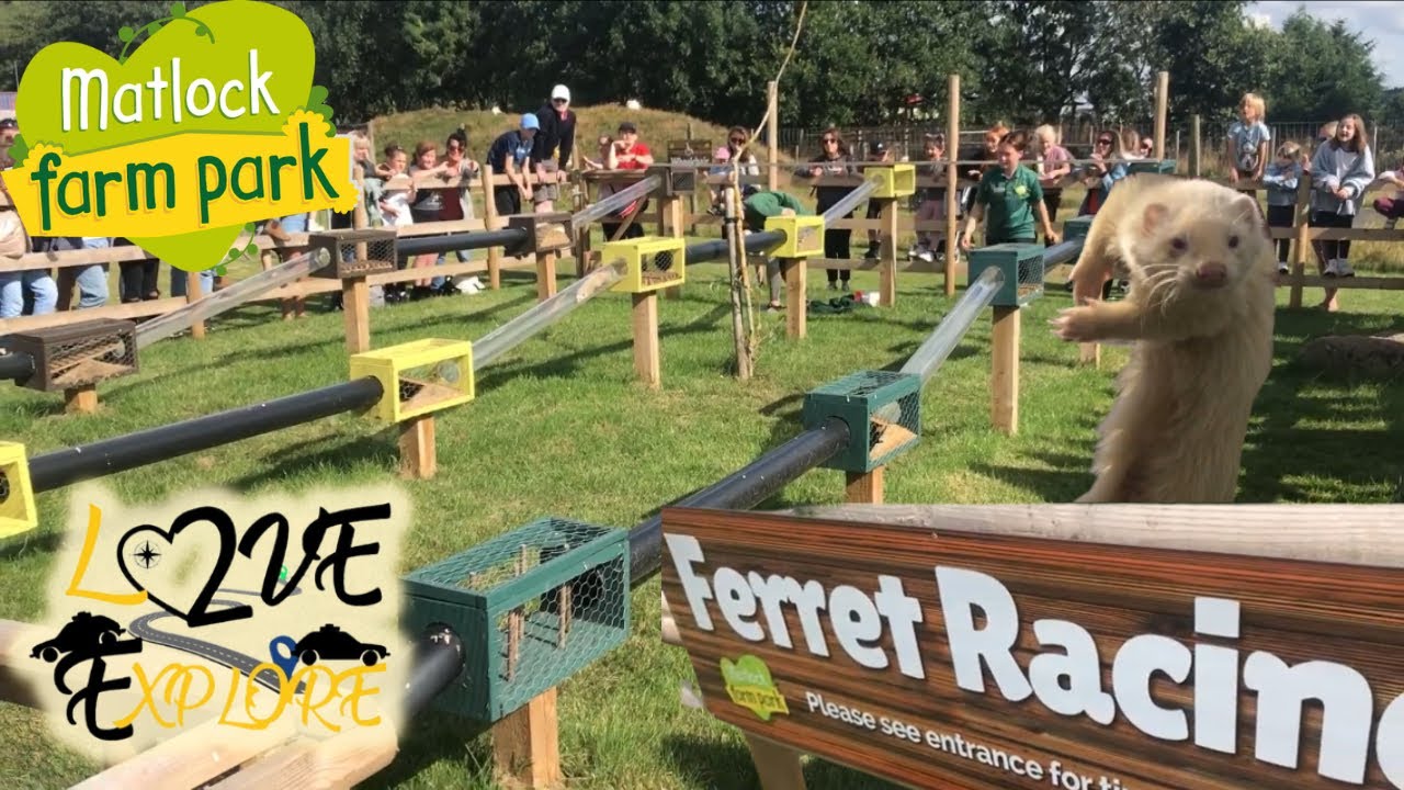 Ferret Racing | Matlock Farm Park