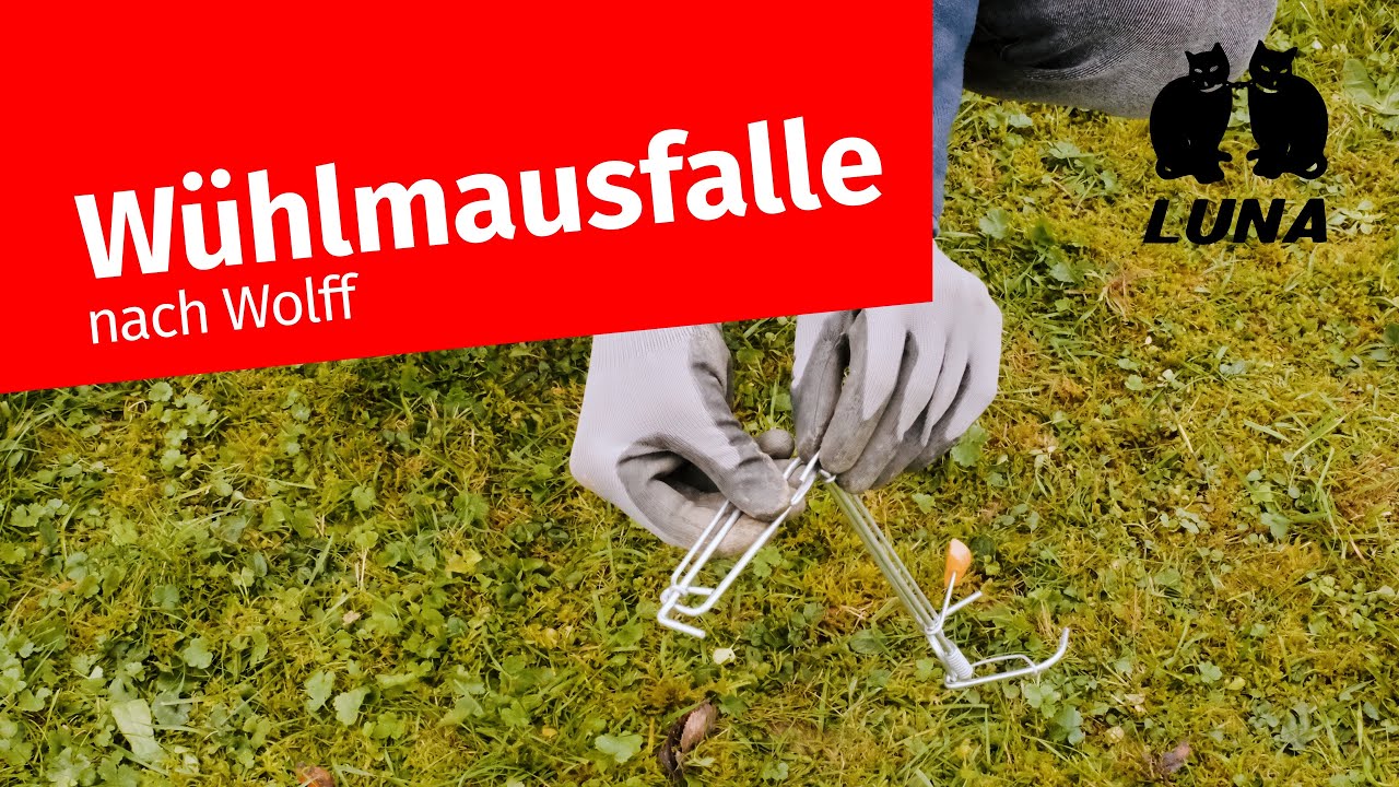 Wühlmausfalle nach Wolff aufstellen: Einfache Anleitung