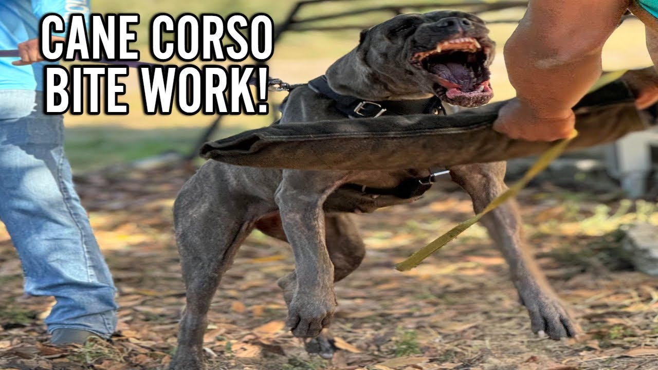 Cane Corso&rsquo;s starting bite and protection work