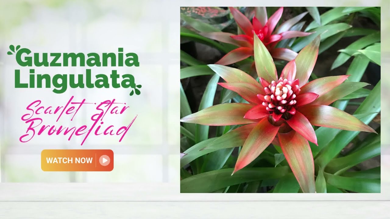 Guzmania Lingulata Bromeliad | Scarlet Star Bromeliad | TinyLeaf