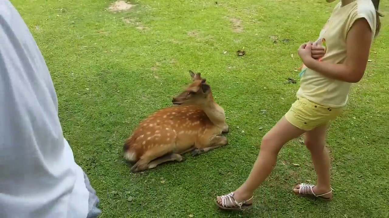 Jake et Phoebe découvrent les jardins de Nara