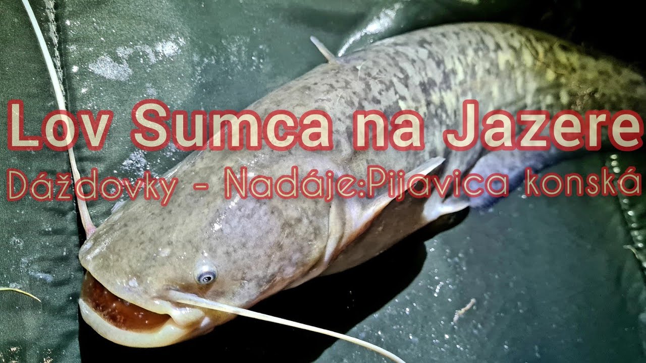Lov Sumca na Jazere/Lov Sumca v Meste/Cat Fishing/