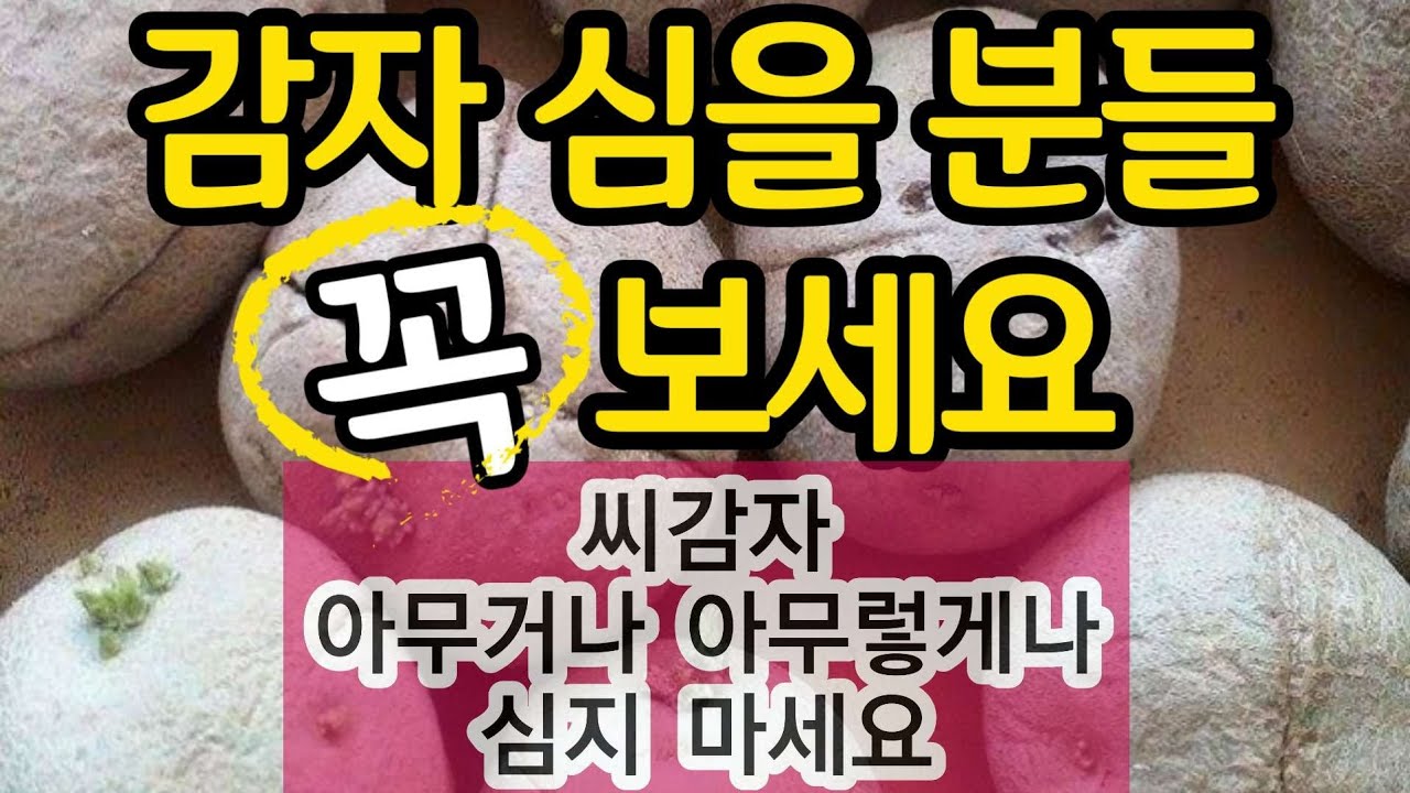 감자 심을 분들 꼭 보세요. 씨감자 아무거나 아무렇게 심지 마세요