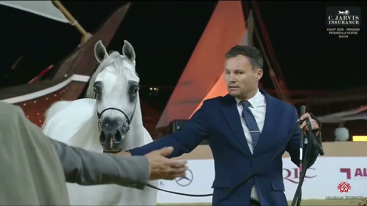 N.56 HAMMAMA AL SALAM - KIAHF 2026 - Arabian Peninsula Horse Show - Junior Fillies 2 Years Old