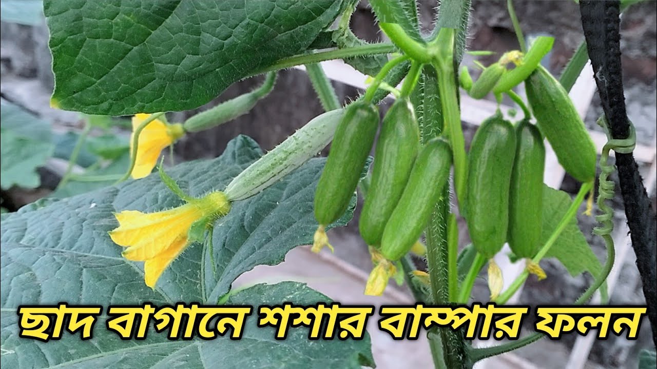 শশার বাম্পার ফলন #gardening