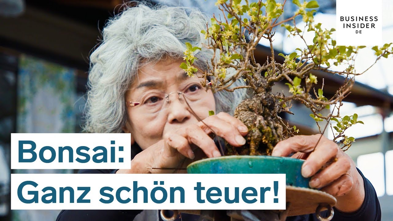 Darum kann ein Bonsai-Baum rund 1 Million Dollar kosten | Ganz schön teuer!