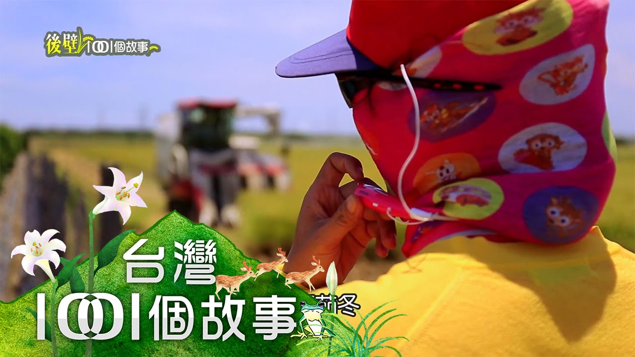 調度指揮稻作收割 卯頭任務最繁重