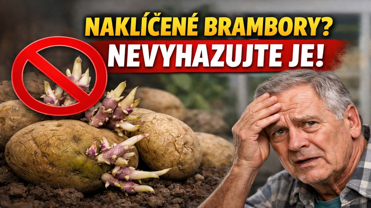 Naklíčené brambory? NEVYHAZUJTE JE! Tenhle osvědčený trik z nich udělá hotový poklad. 🥔