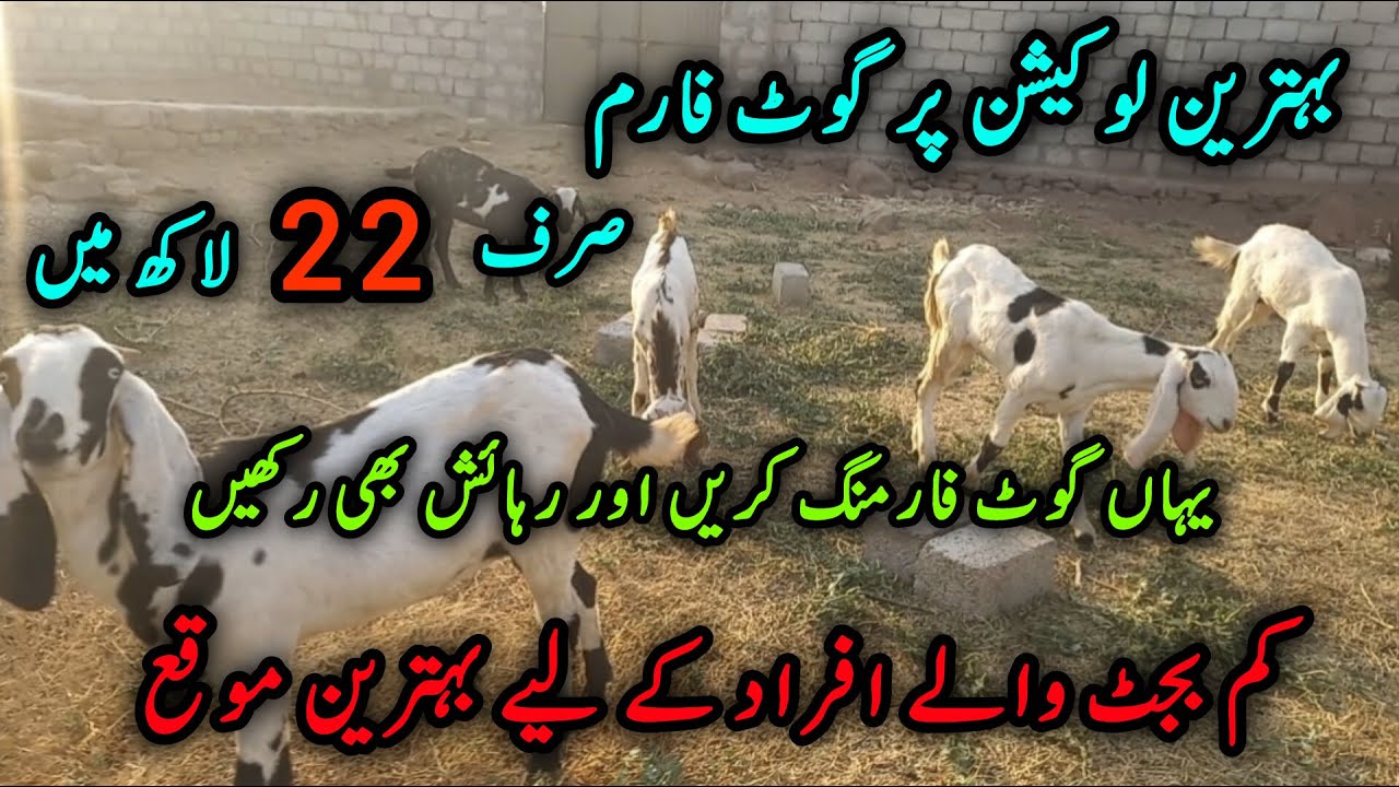 Sasta plot | Goat farm | sasta Ghar | low rate House | low budget property | sasti property | Farm |