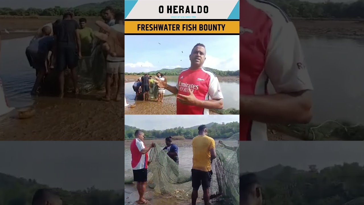 Curtorim farmers net bountiful freshwater fish from Khazan land