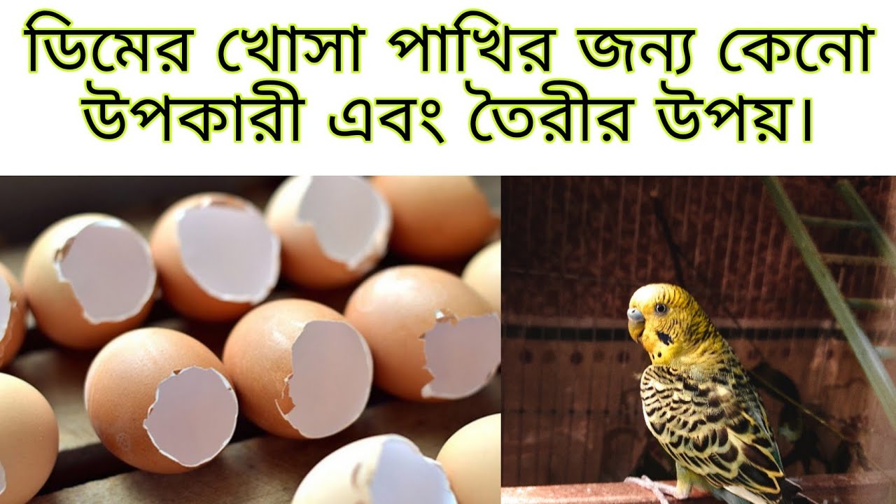 ডিমের খোসা পাখির জন্য কেনো উপকারী এবং তৈরীর পদ্ধতি। Bd Bird lovers.।