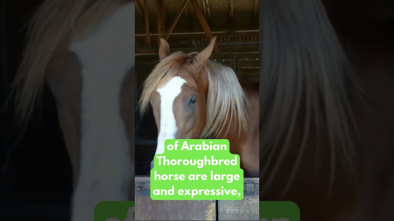 🐎 Arabian thoroughbred horse No.25 