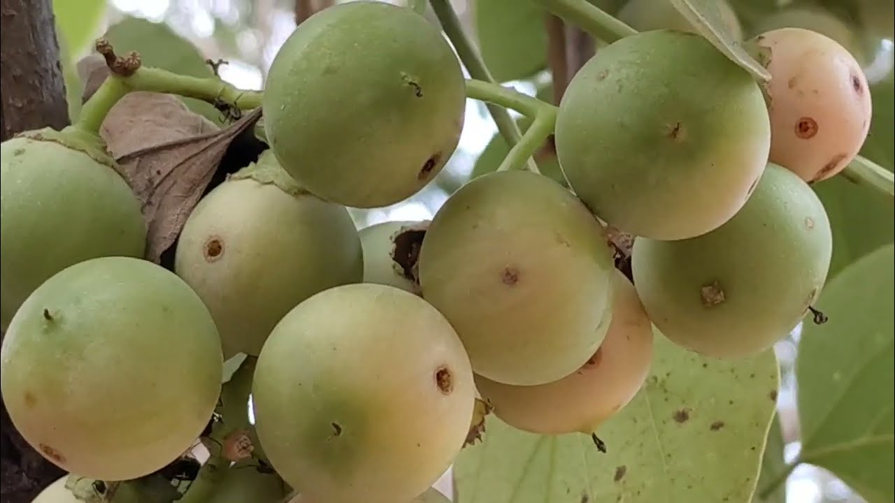 लसोड़ा खाओ, 100 बीमारियाँ दूर भगाओ | Power of Cordia Dichotoma