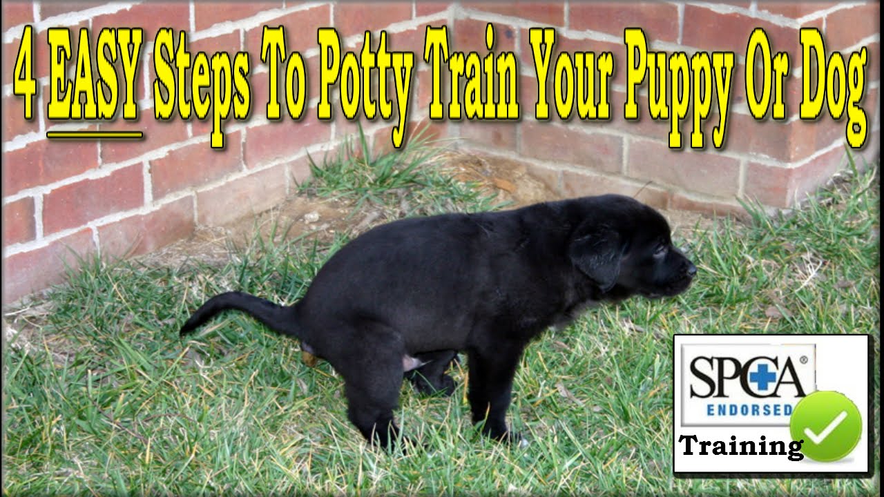 **** The Best Way To Potty Train a Puppy &hearts;&hearts; 4 EASY Steps &hearts;&hearts; Housebreak a Dog +++