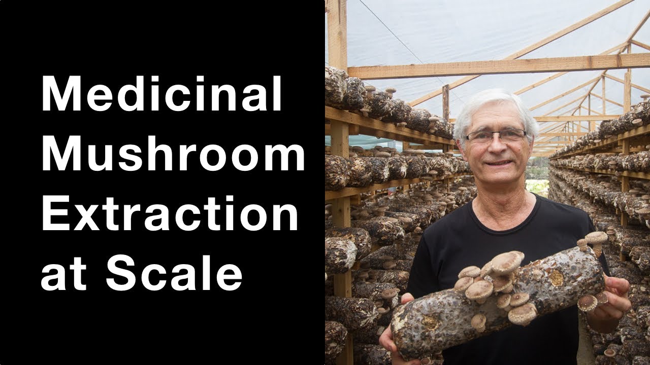 Mushroom Extraction At Scale: How Nammex Does it