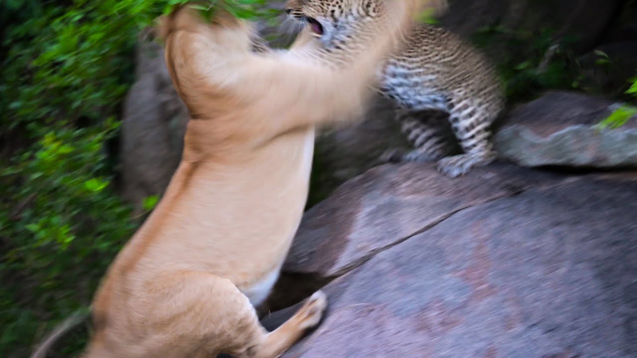 LEOPARD FIGHTS LIONESS to defend her cubs | andBeyond Serengeti Under Canvas | WILDwatch