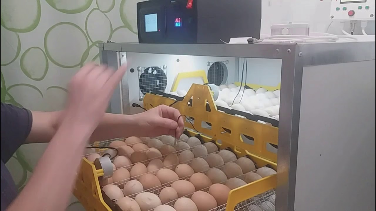 Девятый день инкубации🐥Установка датчика на яйцо🐣