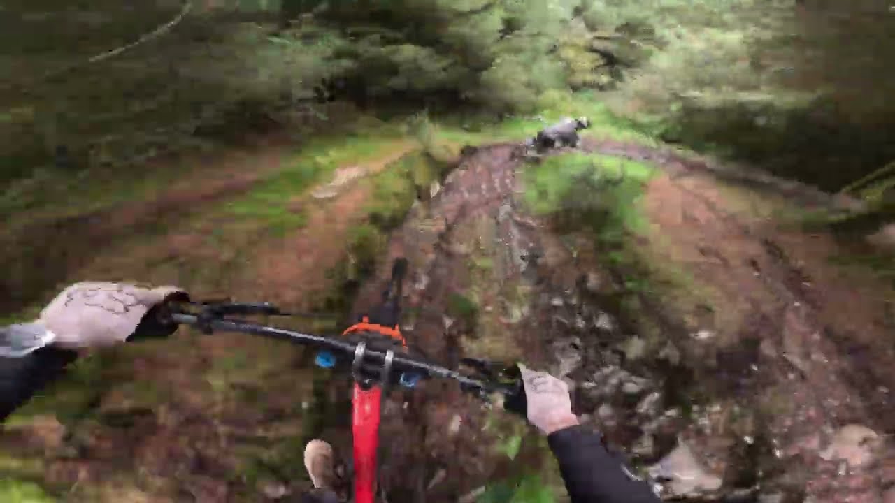 AE FOREST Downhill Run