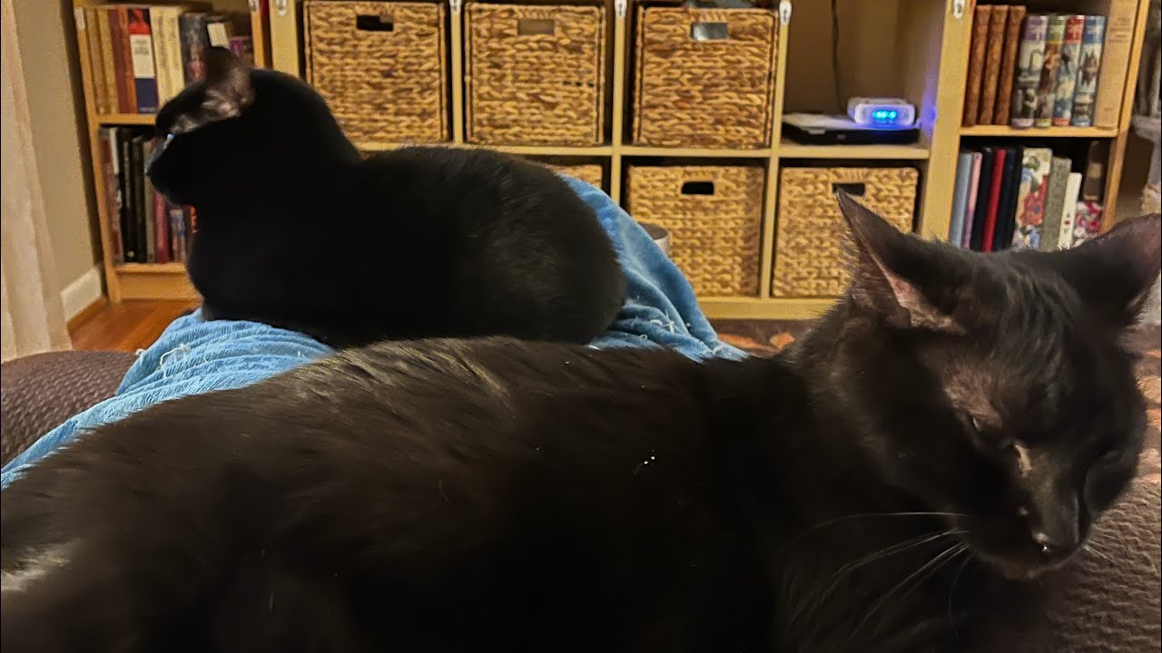 Life, Cats & Books: “Life has been lifing” 😁😁