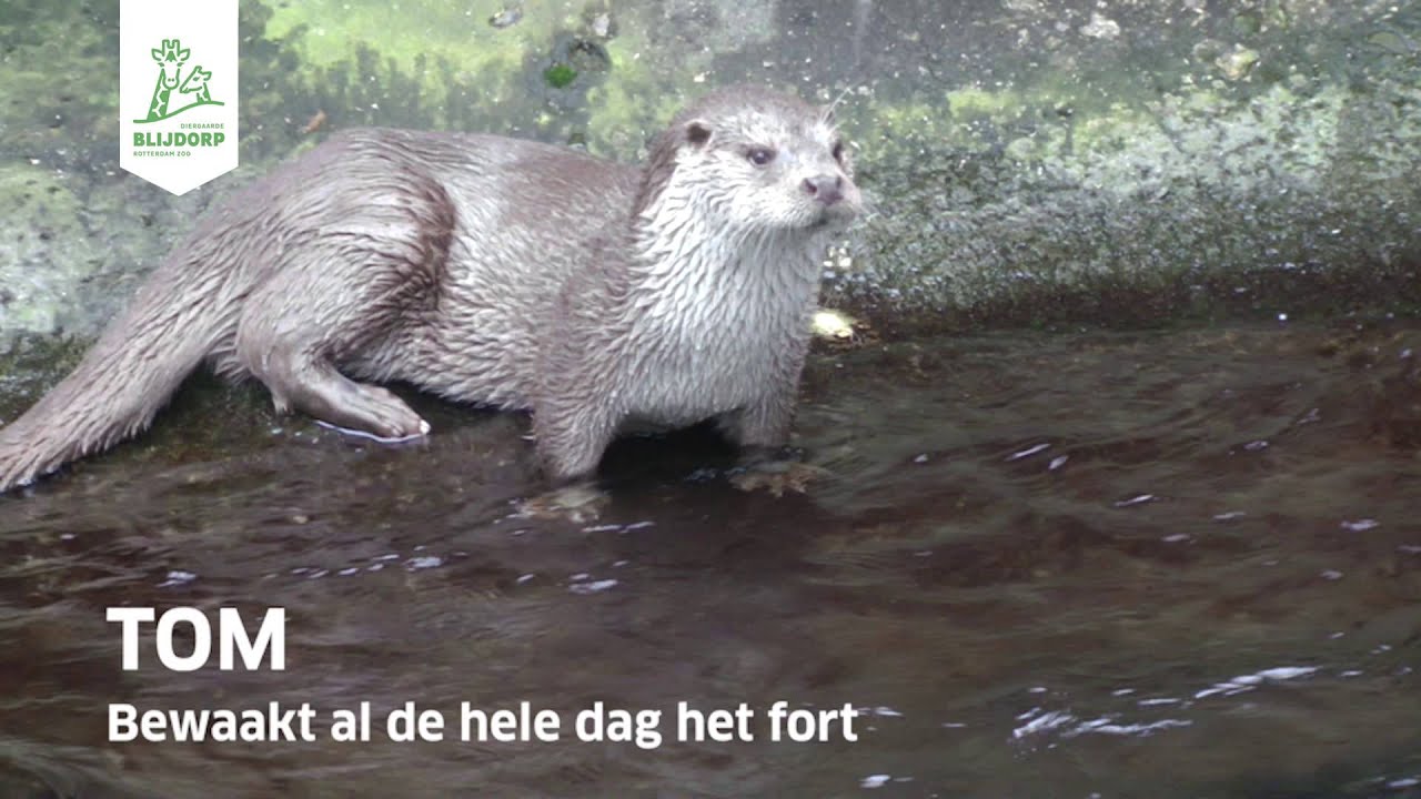 Samenvatting Blijdorp College 'De otter in Nederland'