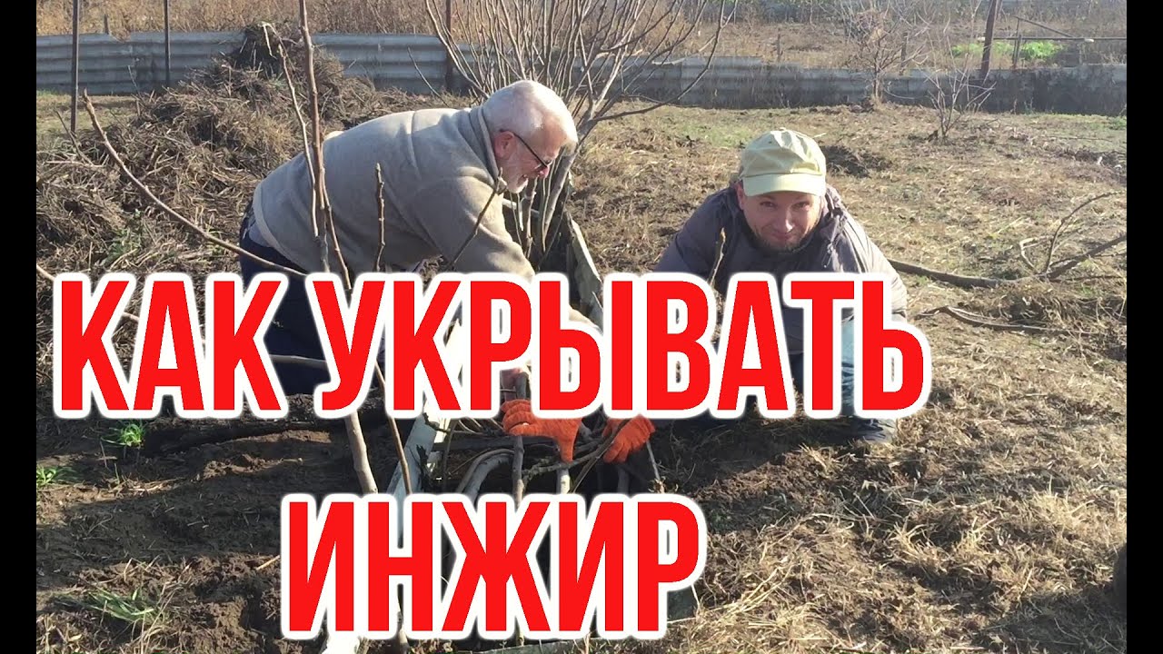 Укрытие инжира / Игорь Билевич