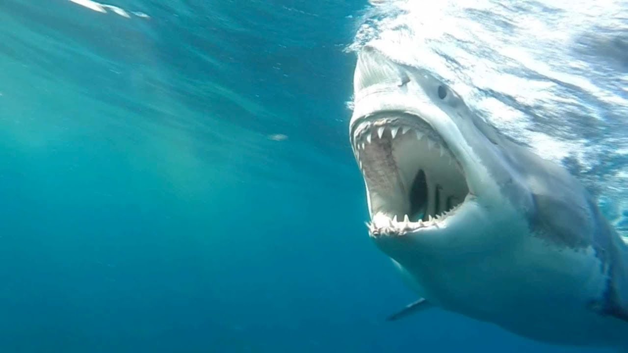 Cape Town Great White Shark Diving