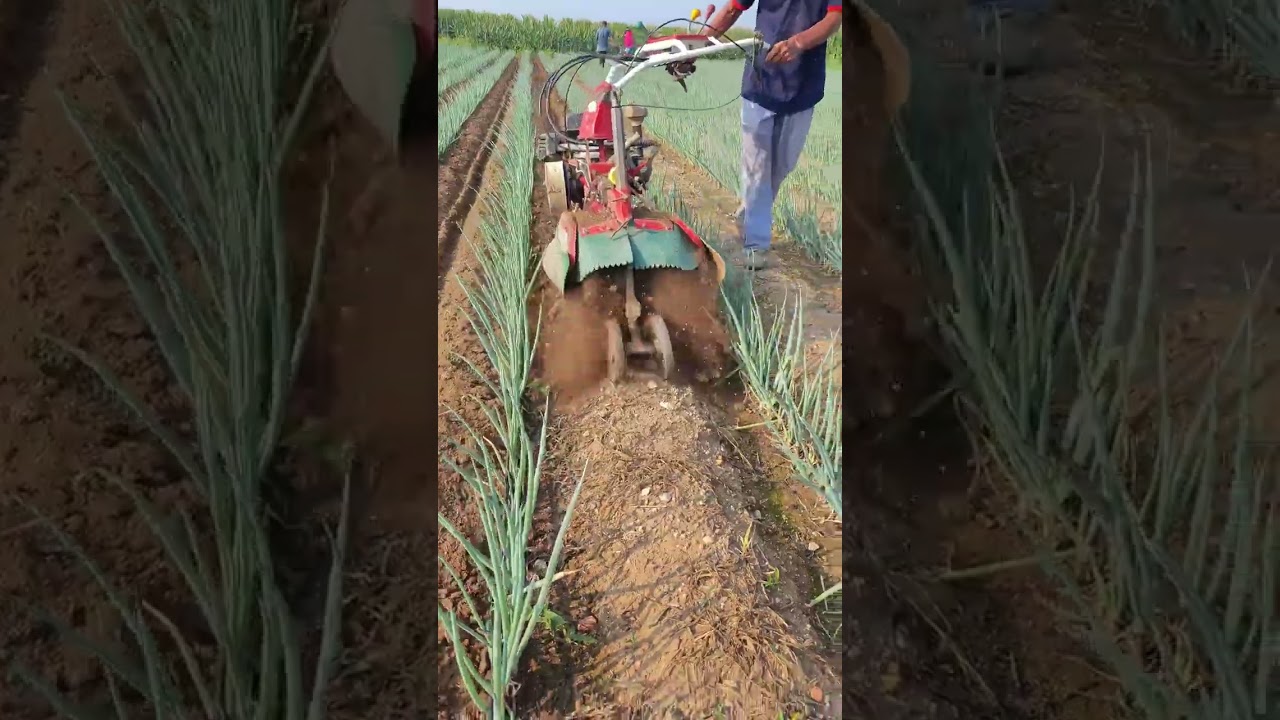 Nowoczesne rolnictwo: inteligentna uprawa cebuli 🚜✨#NowoczesneRolnictwo #Rolnictwo #MaszynyRolnicze